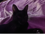 Baby pepper