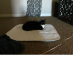 If u like cats and kittens join this group