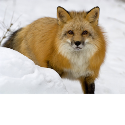 Foxblox RP