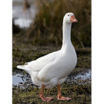 GOOSE APPRECIATION CHAT AREA
