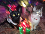 haunted_bacons
