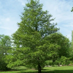 Tower of Alder icon