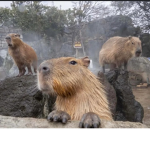les légendes Coolpix