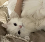 lilaccc