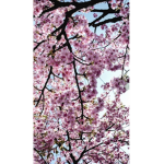 Cherry Blossom Tree Vibes