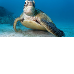 I love my turtle