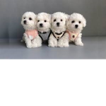 Preppy softie