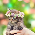 Kitten Power