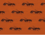Ants International