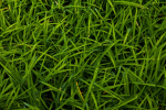 Grass and Yoda UGC