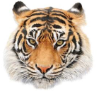 Trusty tiger