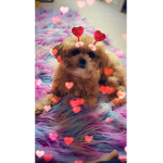 If you love puppies!!!!!!!!!