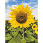 ROBLOX SUNFLOWERS GROUP