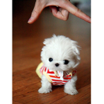 Who luvs puppies