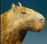 Capybara :) :) :)
