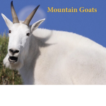 Goaty squad