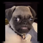 Tay and bay