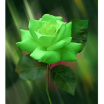 roses are green
