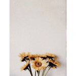 Daisys-flow