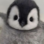 PENGUINS TONIGHT WE STEAL THE MOON
