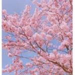 Falling blossom <3