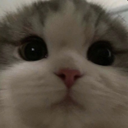 ✦