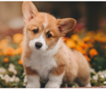 Corgi land