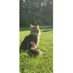 Tiger grupp