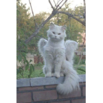 Chaton polaire