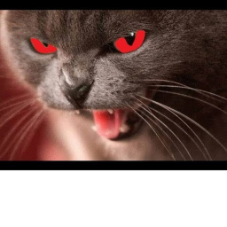 Survival the cat the killer