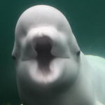 The Beluga Empire