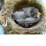 Nest Productions