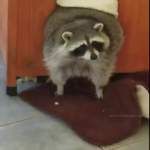 Butter uwu