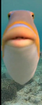 Awsone cool fish grounp