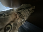 The Nosy Neighbors