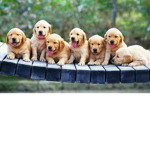 Puppy's fans Club