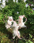 wyatt's rats :)