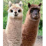 Lamazzz