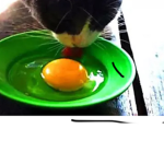 We call suck eggs