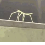 stick bug group only