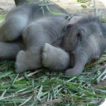 The Elephants United