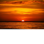 SUNSET flower