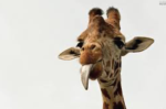 Giraffe girly pops