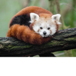 Therian red panda