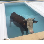 Cow inside of a pool