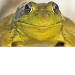 Frogs and Toads Rule