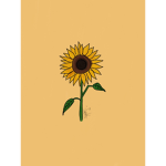 Sunflower Clothing shop