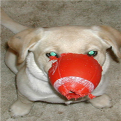dog Roblox decal