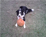 Border Collie Lovers!