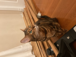 KITTEN_L0VĒŘ